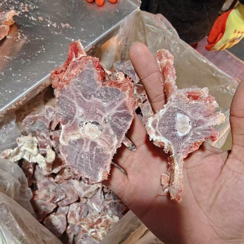 多肉羊蝎子