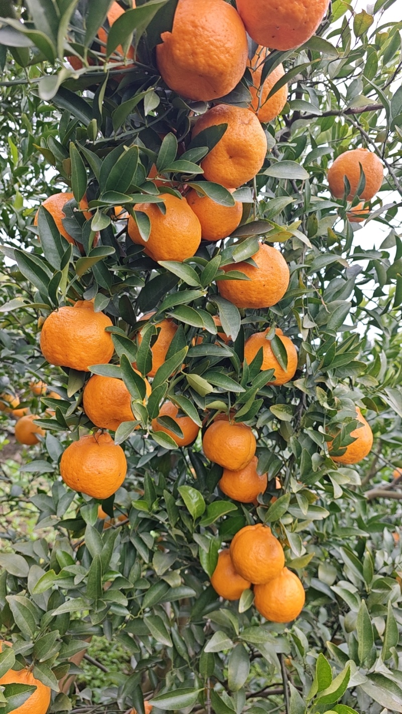碰柑