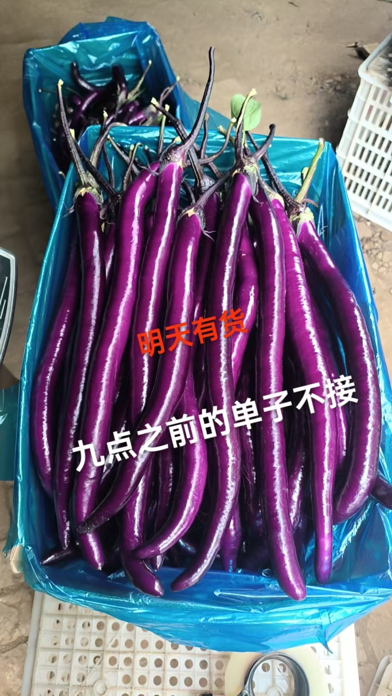 精品长茄子，产地直发，全国销售，物流发货，欢迎进店购买。
