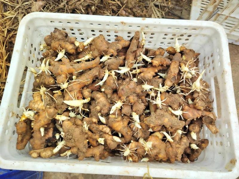《姜种》368高产王&山农一号/亩产过万斤/已脱毒催芽