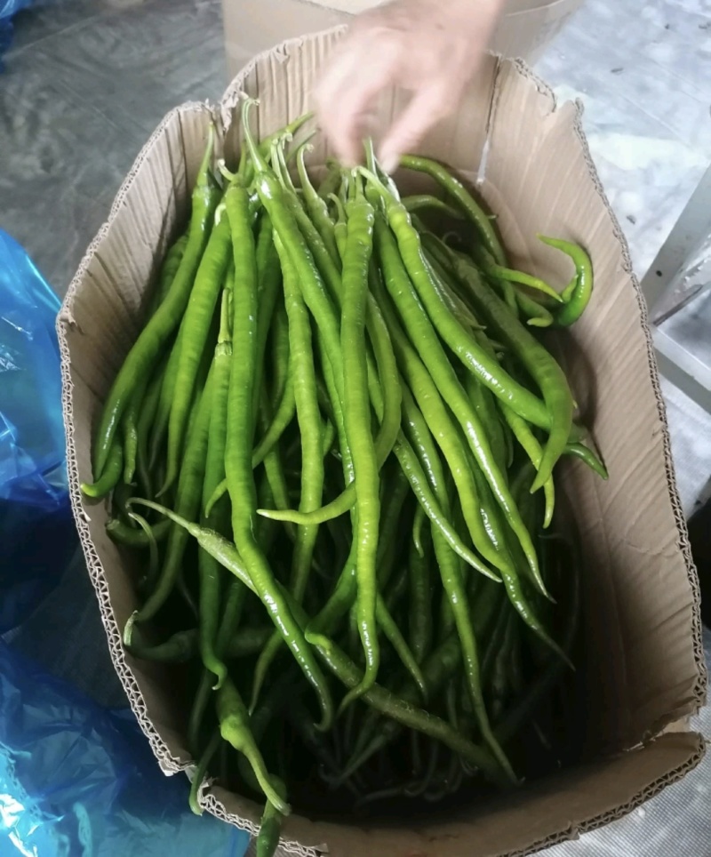 五号薄皮辣椒线椒开始预订，全国发货，欢迎沟通，长期有货。