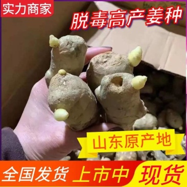 脱毒催芽姜种（368高产王山农一号）大/二/小黄姜姜种
