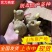 脱毒催芽姜种（368高产王山农一号）大/二/小黄姜姜种