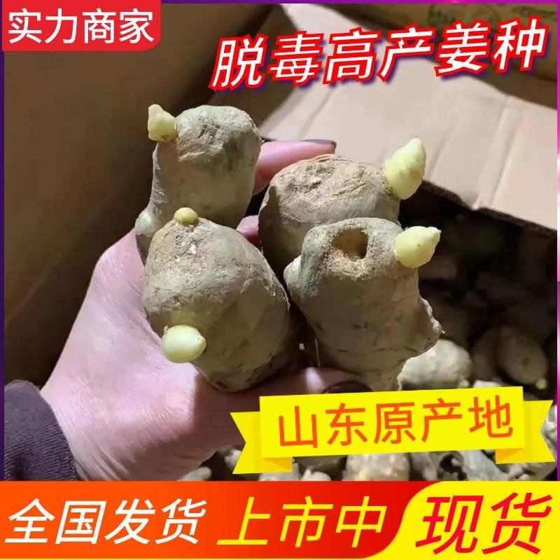 脱毒催芽姜种（368高产王山农一号）大/二/小黄姜姜种