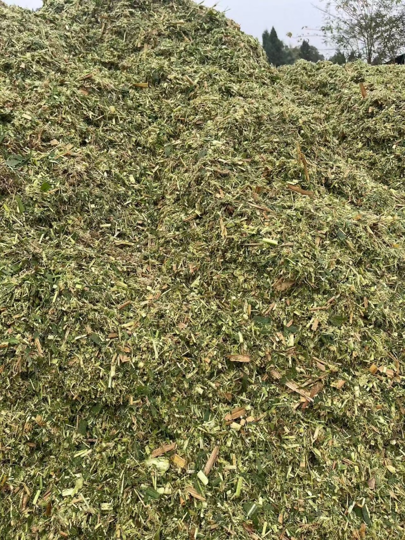 玉米青储产地一手货源，量大优惠欢迎合作，对接全国市场