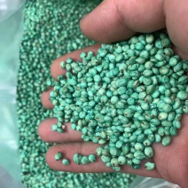 高粱青饲，产地货源，量大优惠可以视频看货，欢迎合作
