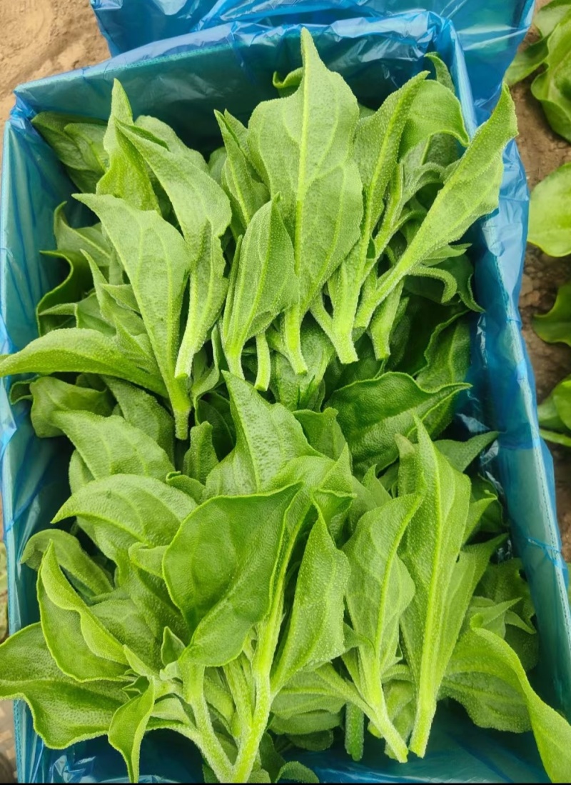中叶冰草大量上市，质量保证，价格合理，基地直供货源充足。