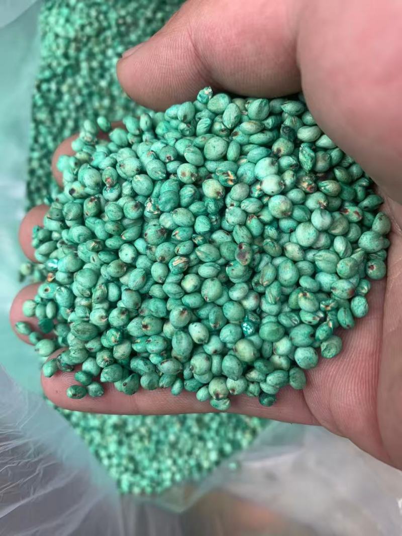 高粱青饲，产地货源，量大优惠可以视频看货，欢迎合作