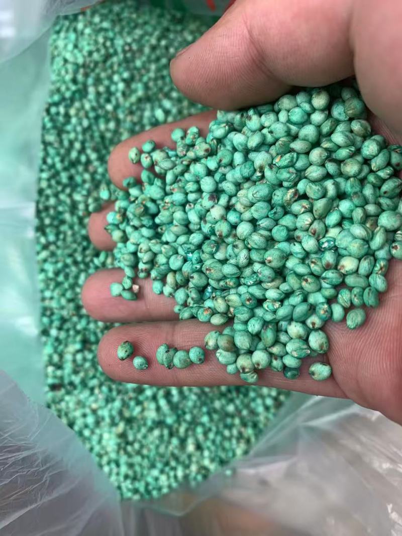 高粱青饲，产地货源，量大优惠可以视频看货，欢迎合作