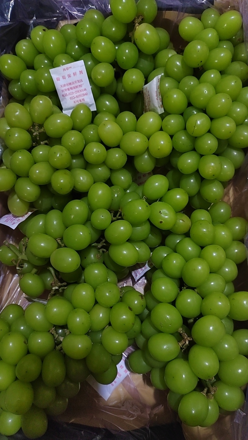 阳光玫瑰大量上市，超大颗粒，口感甜美，量大从优