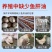兽用强效鱼肝油母羊多羔鸡鸭鹅多仔补钙防软瘫增蛋猪牛羊