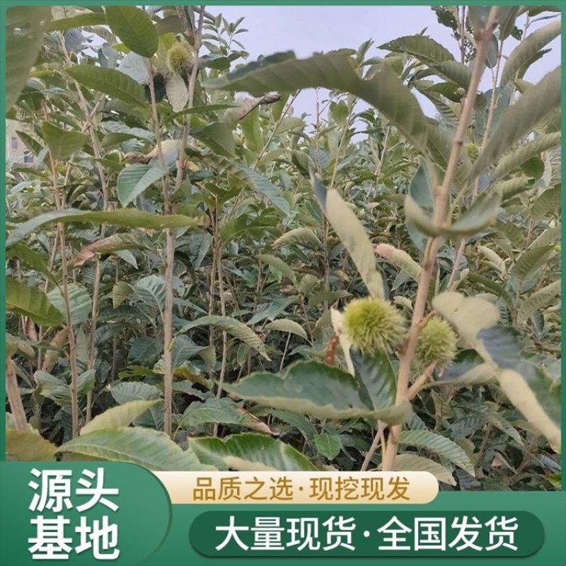 山东大红袍、、嫁接苗、质量可靠、死苗补发、基地直供。
