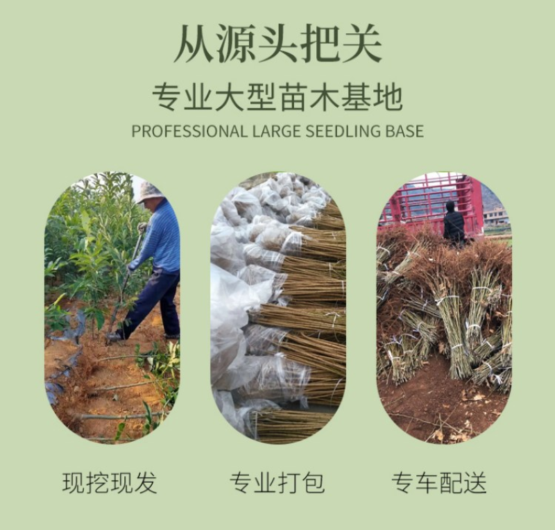 山东大红袍、、嫁接苗、质量可靠、死苗补发、基地直供。
