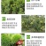 山东大红袍、、嫁接苗、质量可靠、死苗补发、基地直供。