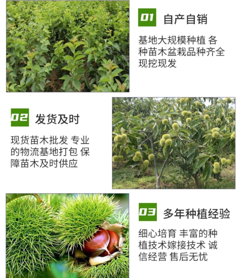 山东大红袍、、嫁接苗、质量可靠、死苗补发、基地直供。