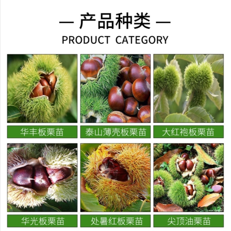 山东大红袍、、嫁接苗、质量可靠、死苗补发、基地直供。