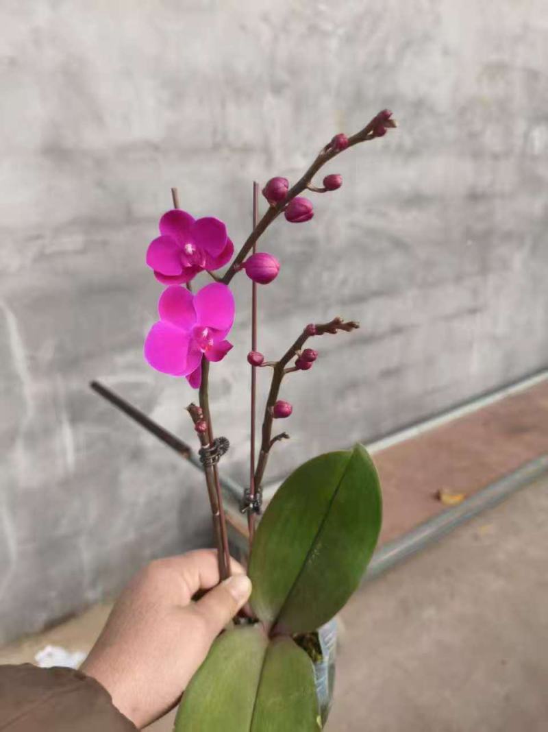 百万盆蝴蝶兰基地常年出售精品蝴蝶兰