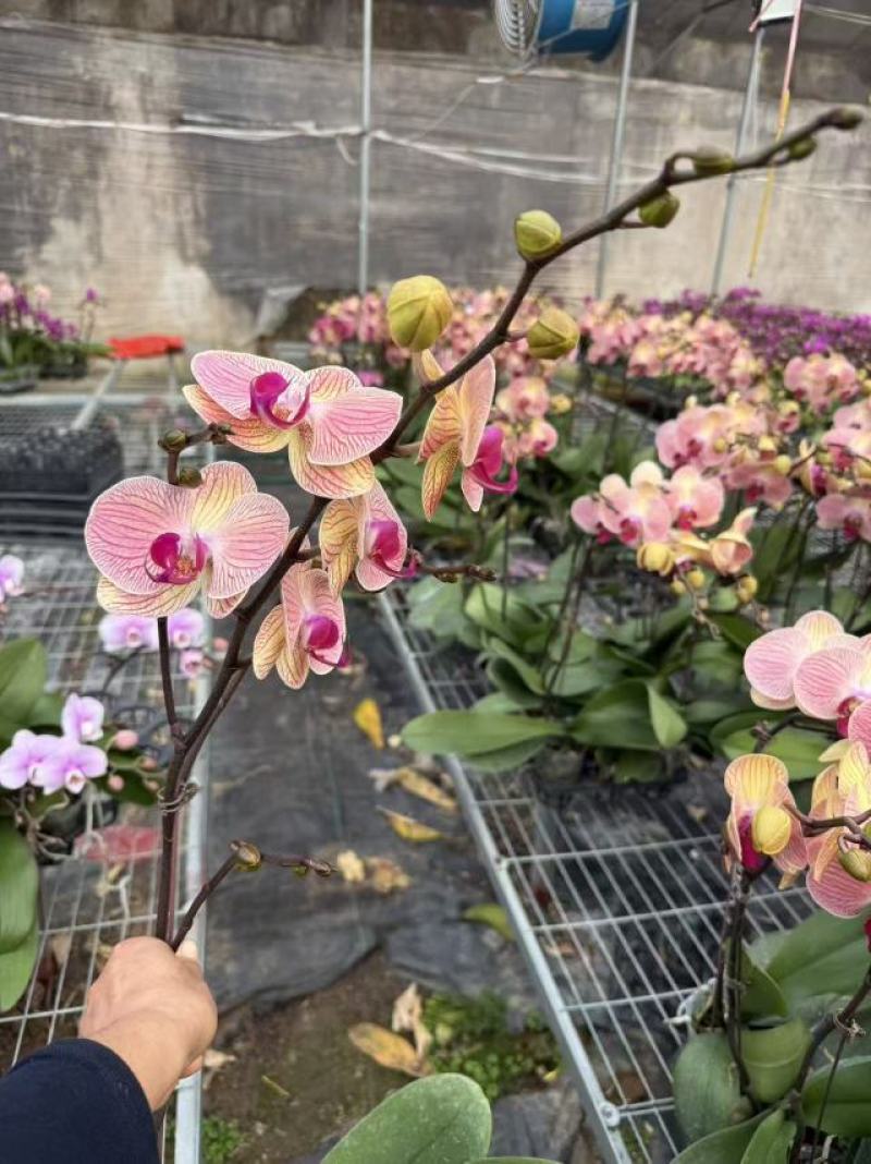百万盆蝴蝶兰基地常年出售精品蝴蝶兰