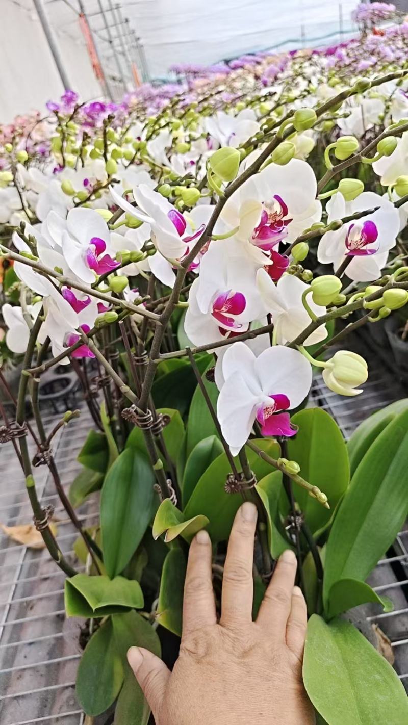 百万盆蝴蝶兰基地常年出售精品蝴蝶兰