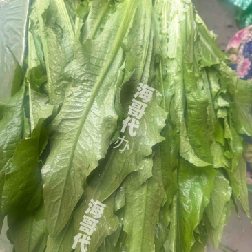 2025.1.5彭州油麦