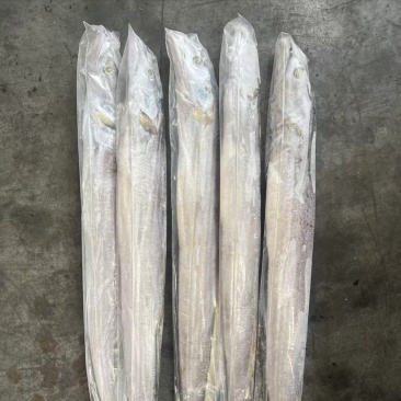 带鱼，厂家直发，大量有货，欢迎各位老板咨询采购