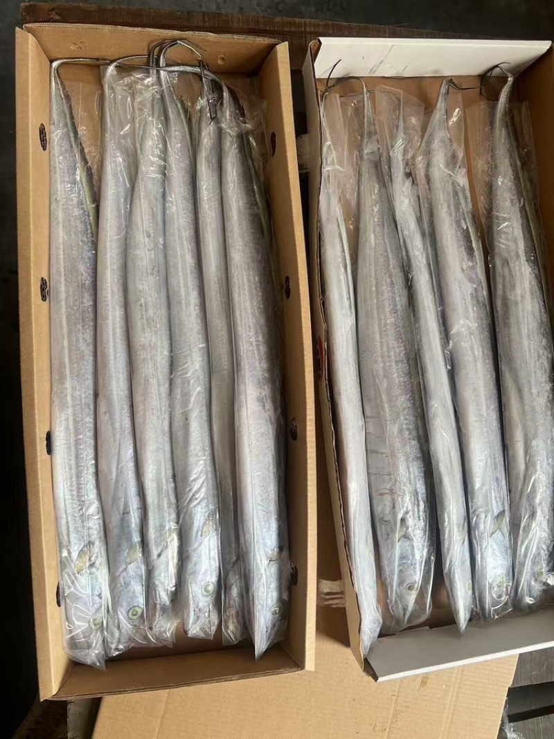 带鱼，厂家直发，大量有货，欢迎各位老板咨询采购