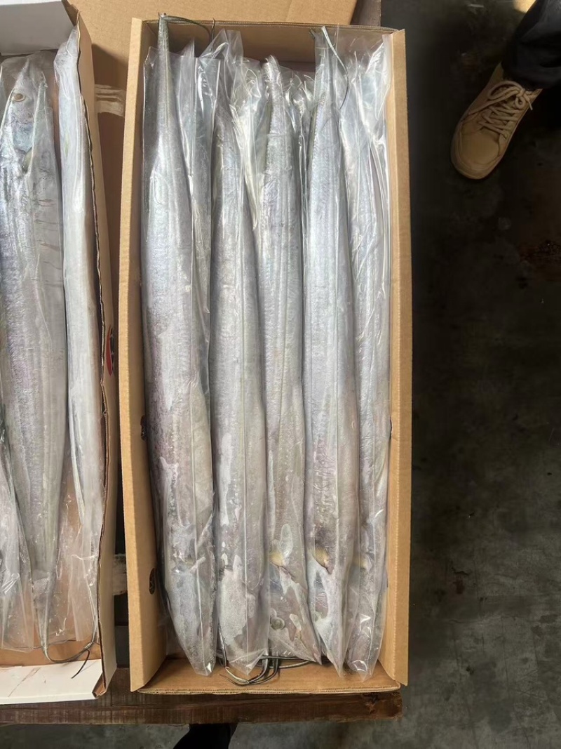 带鱼，厂家直发，大量有货，欢迎各位老板咨询采购