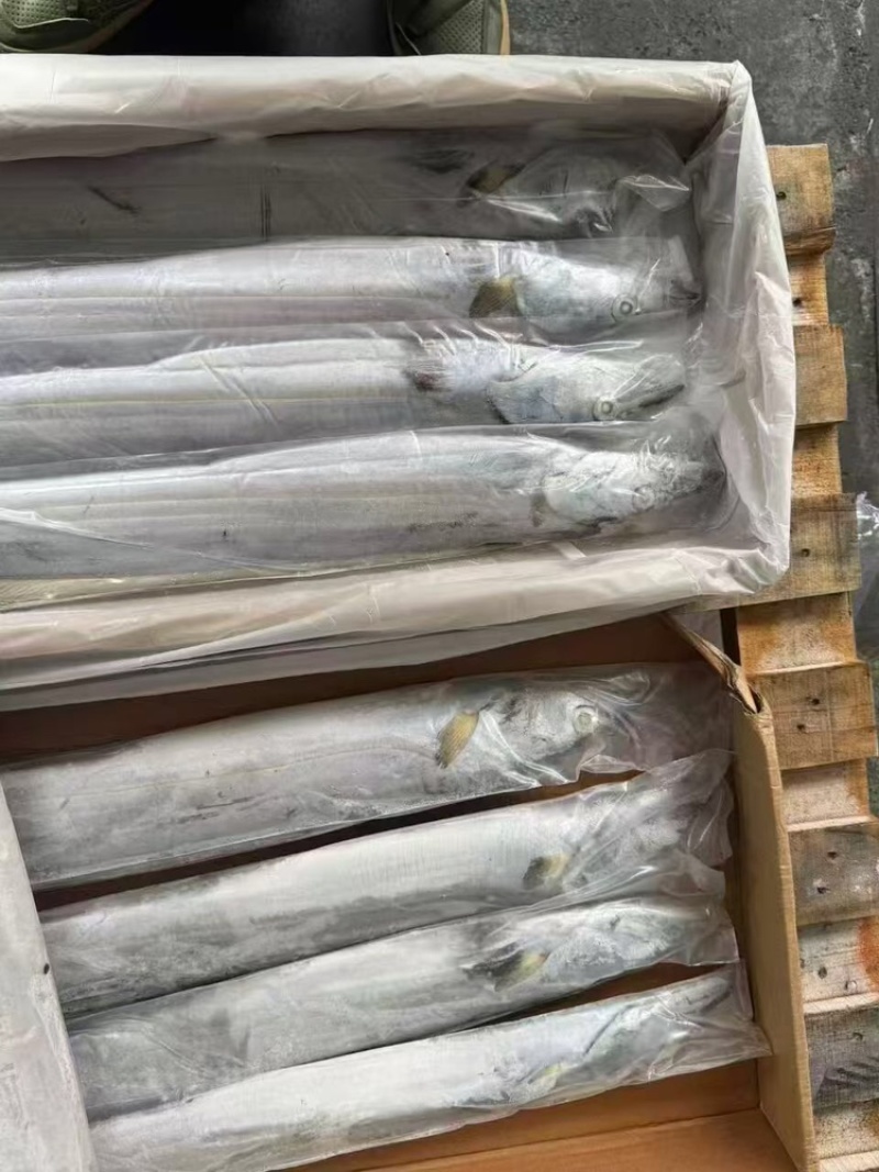 带鱼，厂家直发，大量有货，欢迎各位老板咨询采购