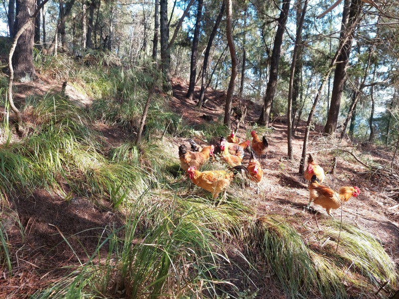 农家跑山鸡