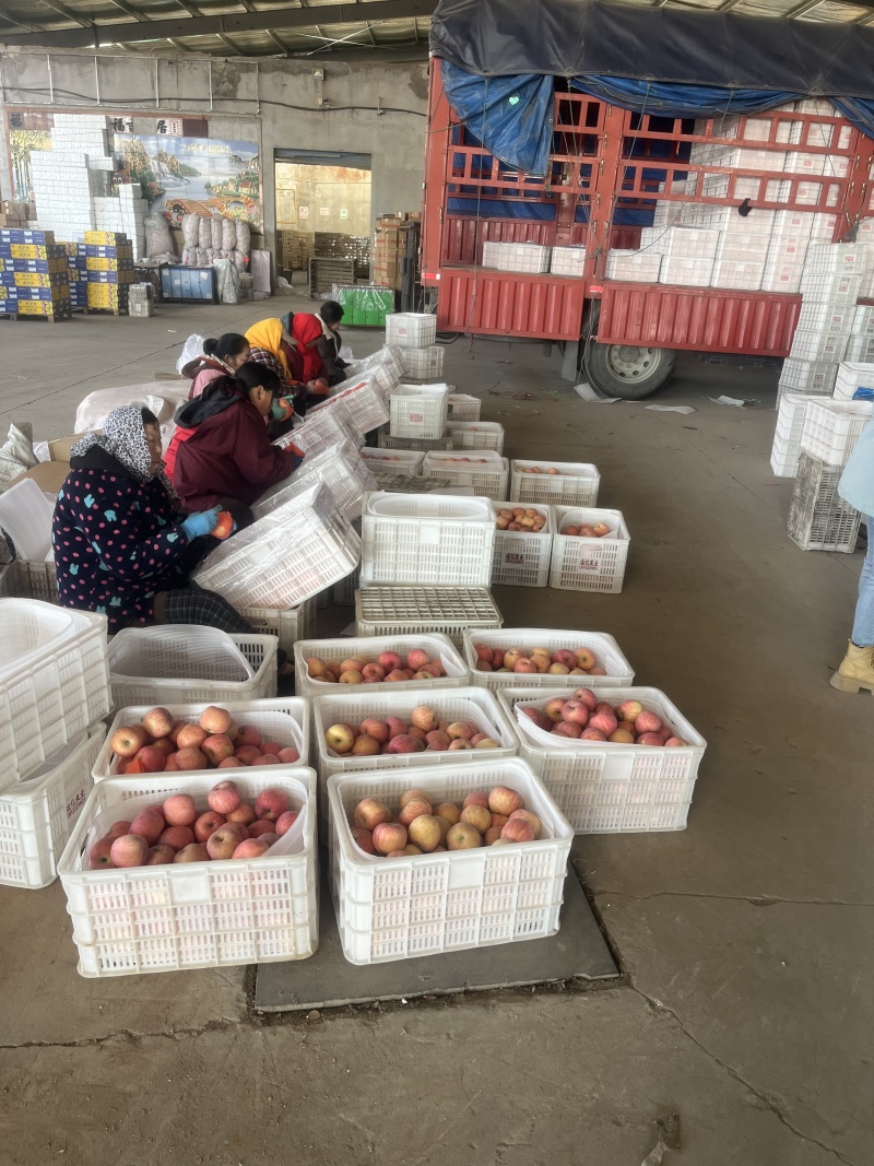 【推荐】山东烟台红富士苹果/品质保证/视频看货/欢迎咨询