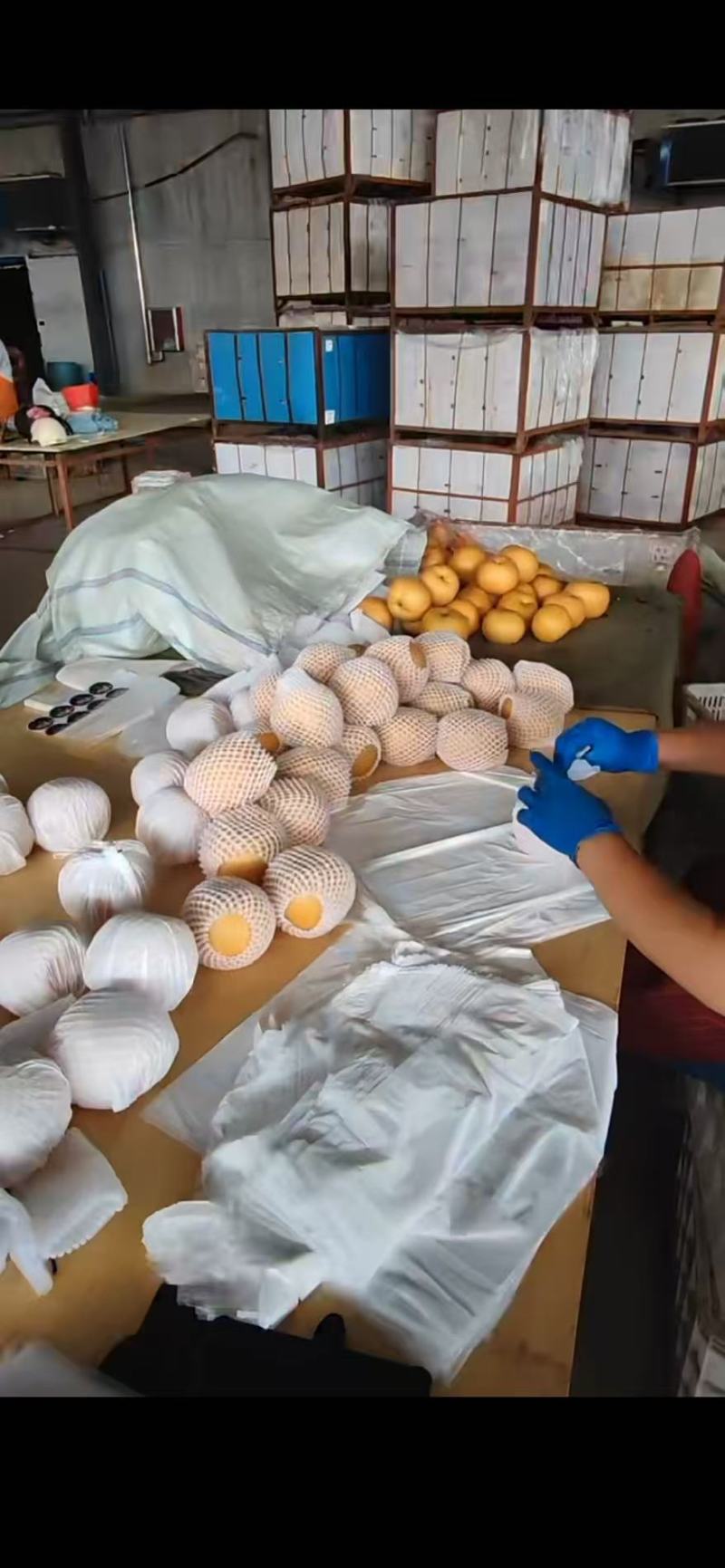 【推荐】山东莱阳秋月梨/视频看货/对接电商商超批发市场/