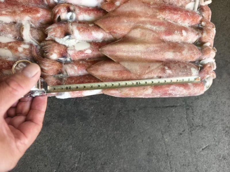 印尼红鱿鱼，厂家直发，可对接全国，可视频看货，欢迎咨询