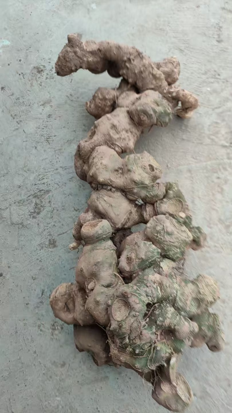 野生鲜黄精，自然生长，量大从优，对接全国