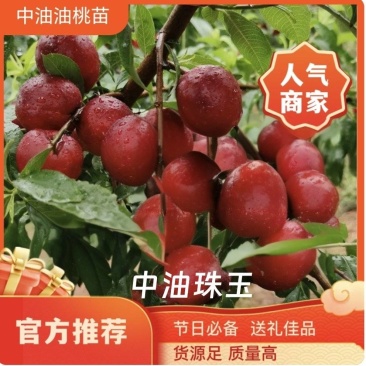 果园直发桃树苗特早熟中油珠玉枣油桃树苗特丰产包对版成活率