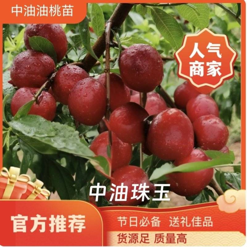 果园直发桃树苗特早熟中油珠玉枣油桃树苗特丰产包对版成活率
