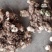 野生鲜黄精，自然生长，量大从优，对接全国