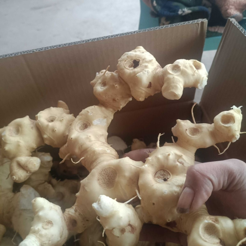 野生鲜黄精，自然生长，量大从优，对接全国