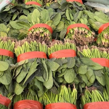 大叶波菜