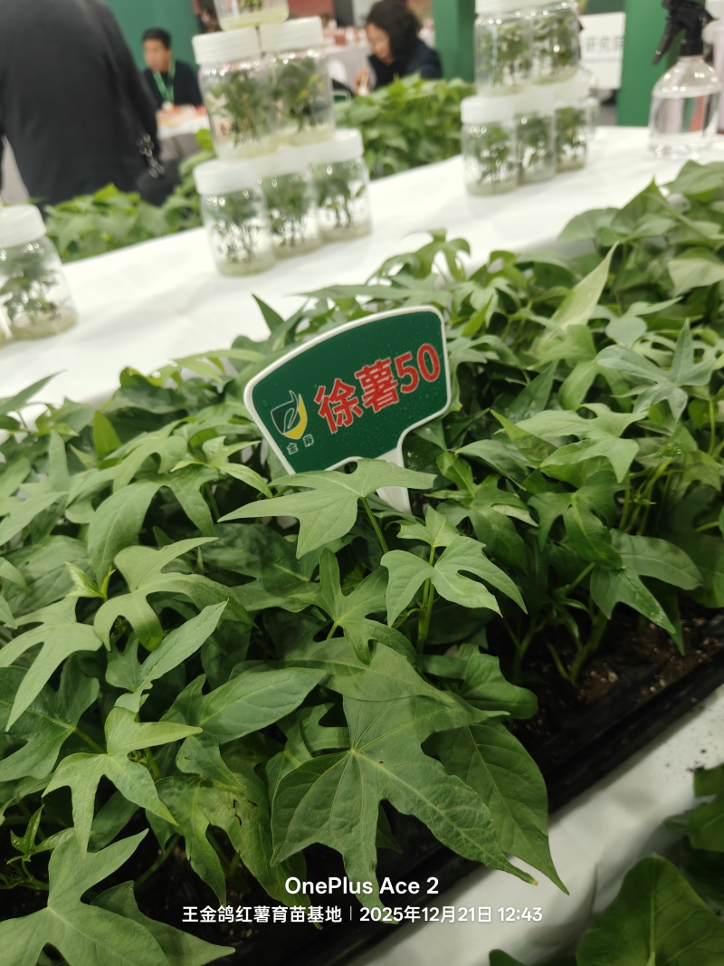 脱毒原种商薯19，凉晒苗保成活率一手货源，基地供苗