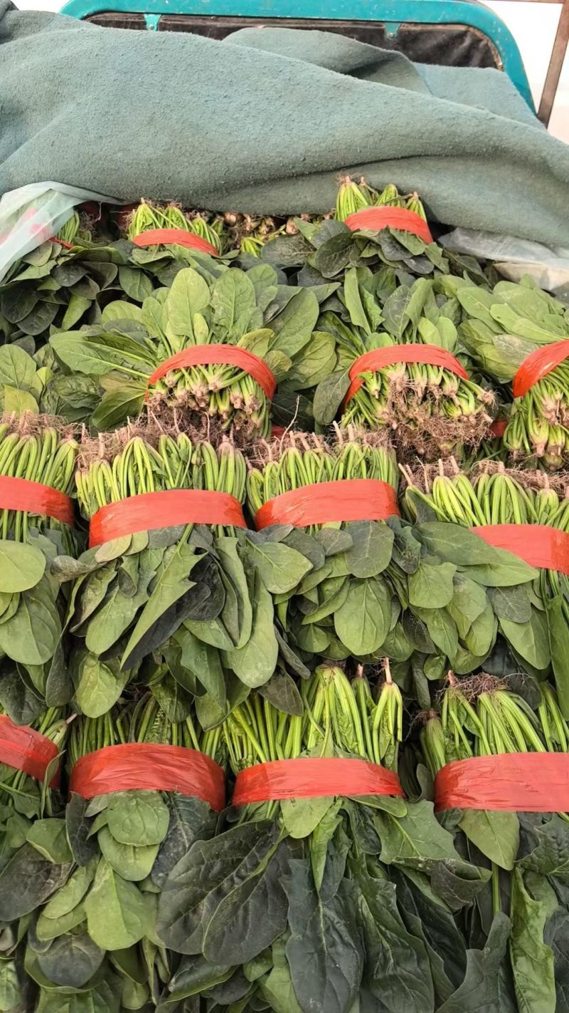 大叶波菜