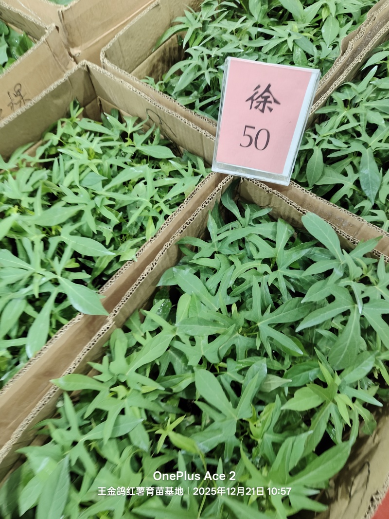 试管扩繁大田西瓜红、成活率高结薯早，品相好，基地直供。
