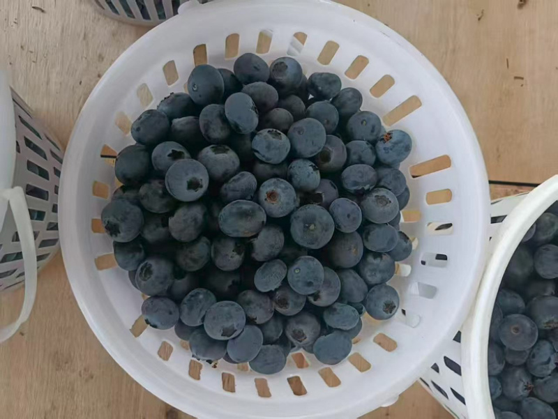 云南花香蓝莓，产地直供，量大从优，欢迎采购
