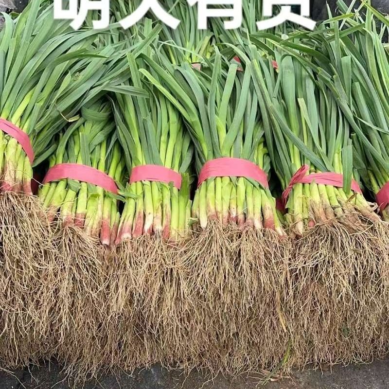 优质蒜苗批量上市，品质保证，欢迎各位老板前来洽谈合作