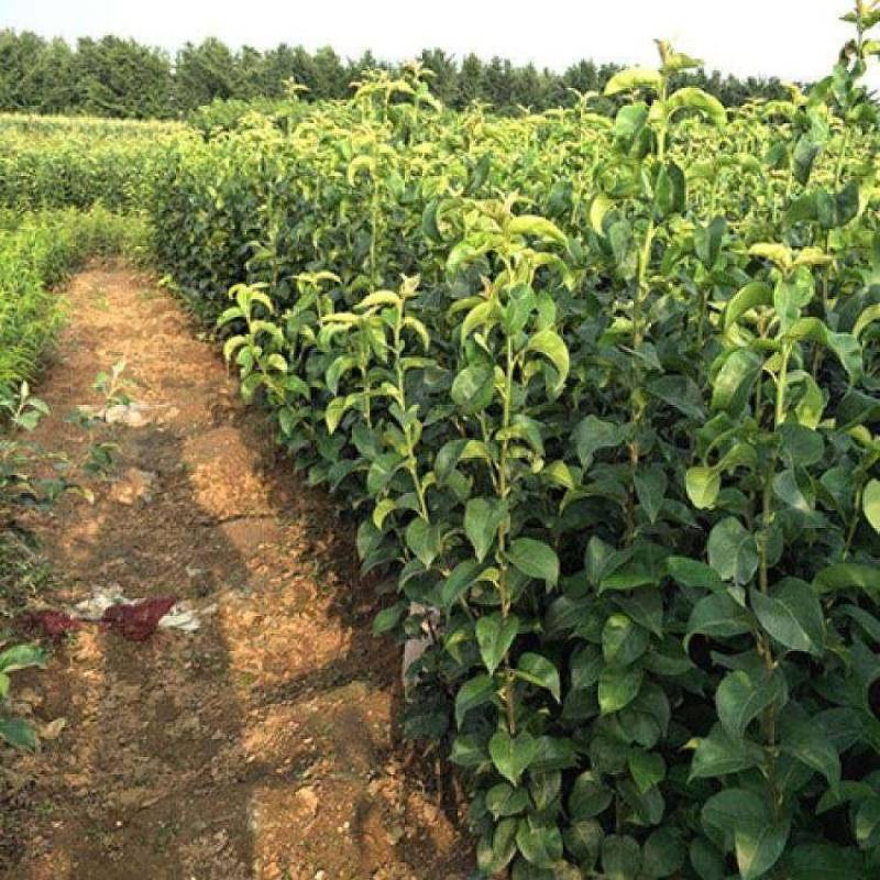 山东秋月梨树苗、山农酥、晚秋、基地直发、死苗补发、包邮