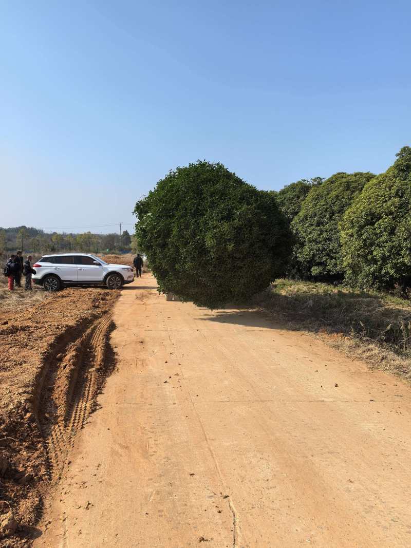 特大景观桂花树/对接园林景观别墅造型/30年树龄一树一价