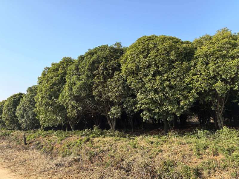 特大景观桂花树/对接园林景观别墅造型/30年树龄一树一价