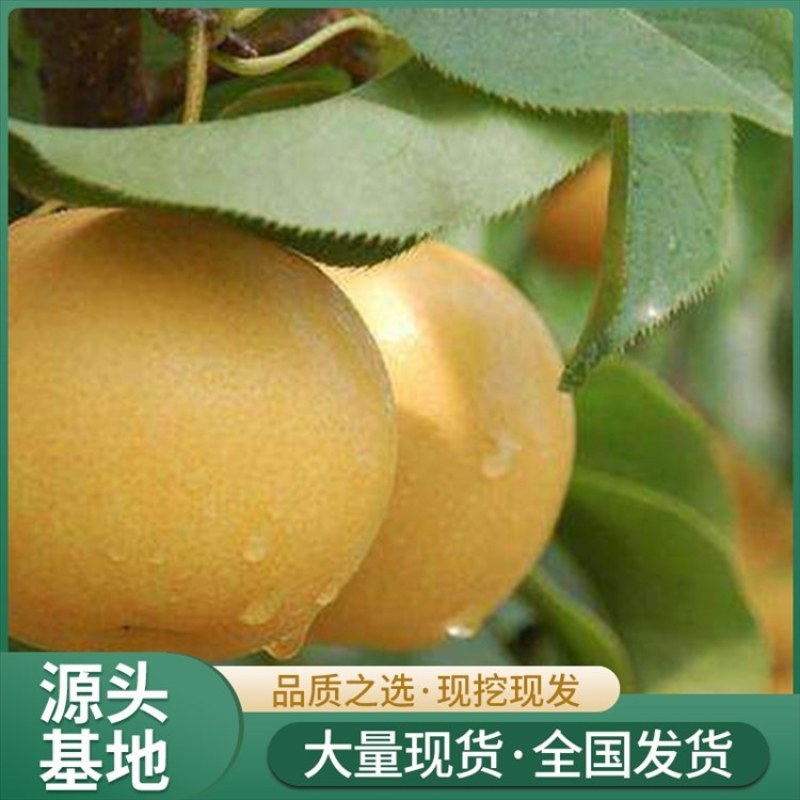 山东秋月梨树苗、山农酥、晚秋、基地直发、死苗补发、包邮