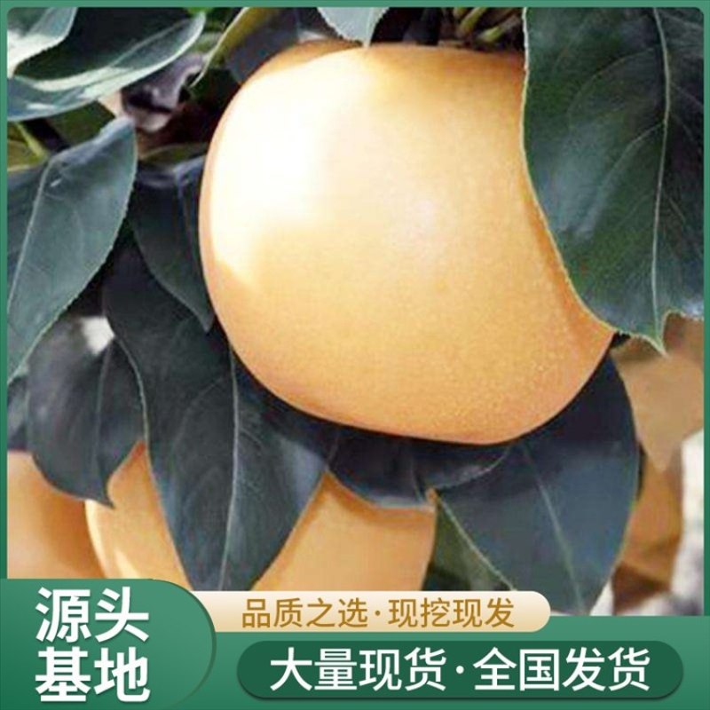 山东秋月梨树苗、山农酥、晚秋、基地直发、死苗补发、包邮