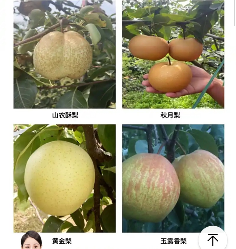 山东秋月梨树苗、山农酥、晚秋、基地直发、死苗补发、包邮