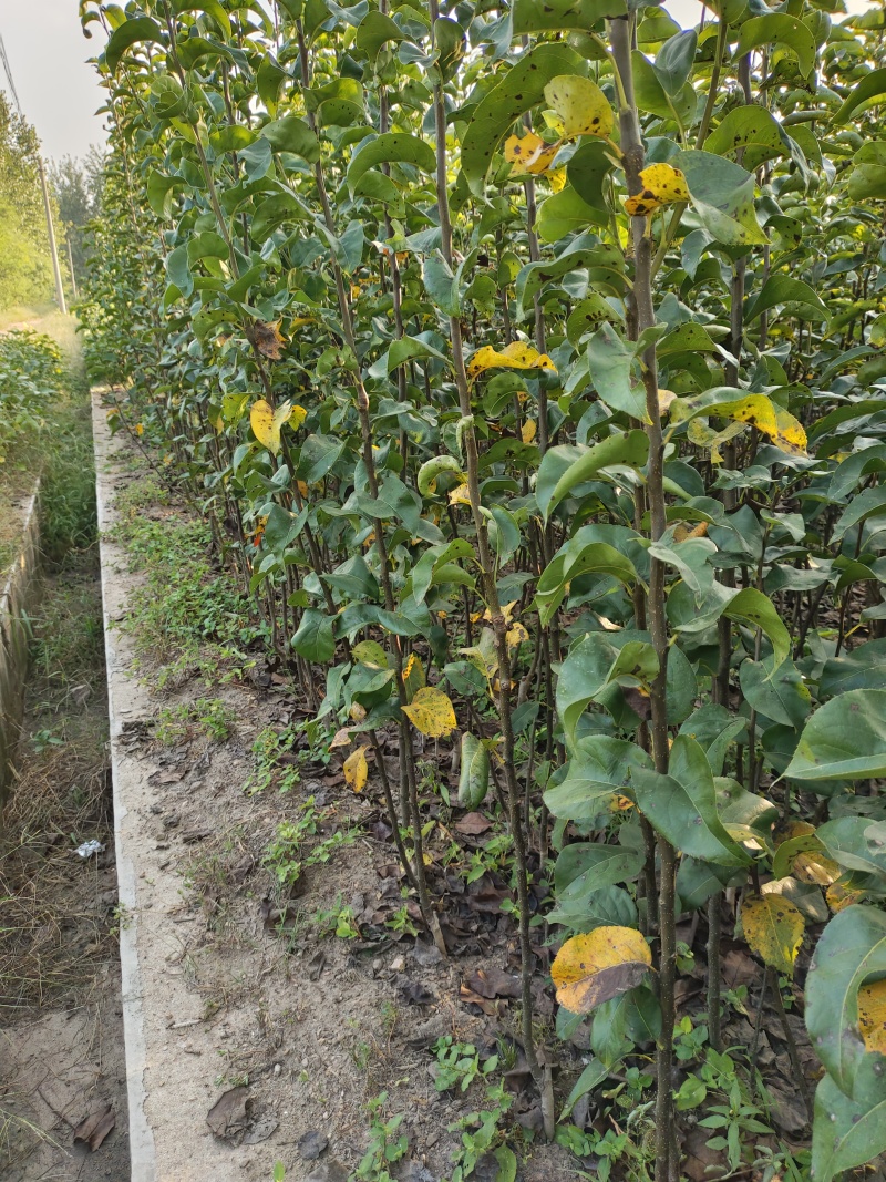 山东秋月梨树苗、山农酥、晚秋、基地直发、死苗补发、包邮